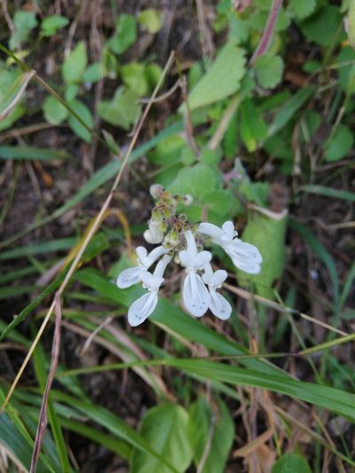 Coleus madagascariensis, photographed by Christiaan Viljoen