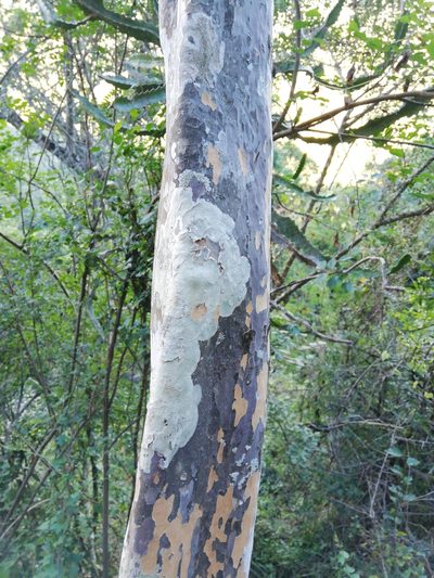 Ochna arborea, photographed by Christiaan Viljoen