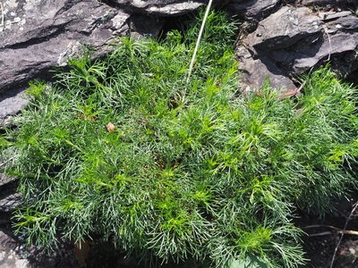 Artemisia morrisonensis, photographed by 葉子