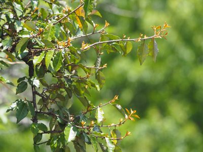 Elaeagnus thunbergii, photographed by 葉子
