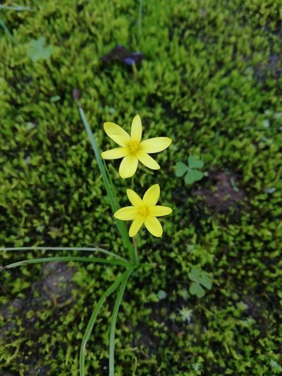Pauridia trifurcillata, photographed by Christiaan Viljoen