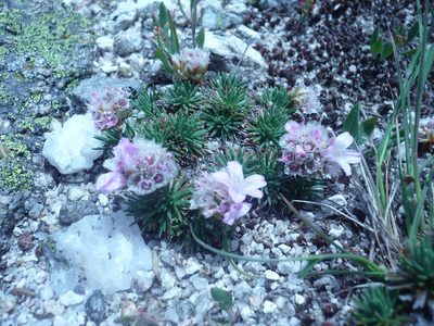 Armeria caespitosa, photographed by jvilla