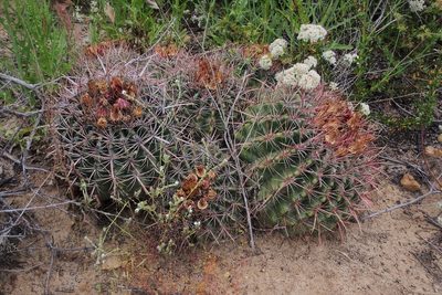 Ferocactus viridescens, photographed by Gjon Hazard