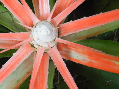 Bromelia balansae, photographed by Leonel Roget