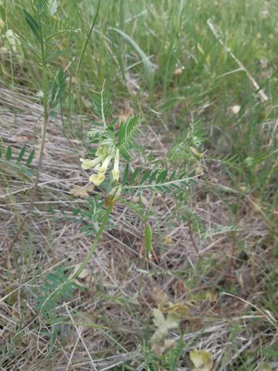 Vicia ciliatula, photographed by Екатерина Кропочева