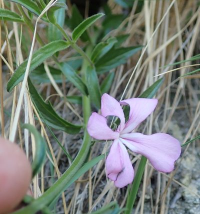 Cycnium racemosum, photographed by Peter Warren