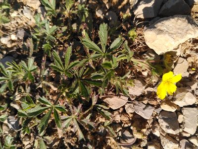 Potentilla hirta, photographed by Yves Bas