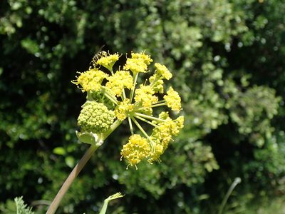 Ferula glauca, photographed by Julien Renoult