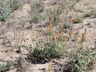 Sphaeralcea parvifolia, photographed by Craig Martin