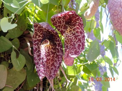 Aristolochia gigantea, photographed by Francisco Farriols Sarabia
