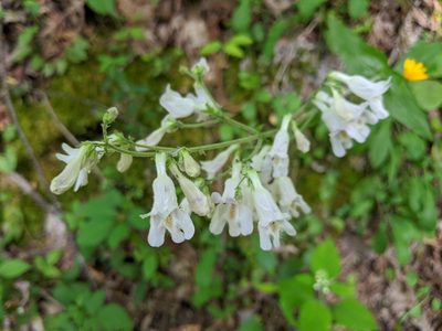 Penstemon pallidus, photographed by Courtney Alley