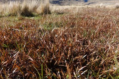 Carex talbotii, photographed by John Barkla