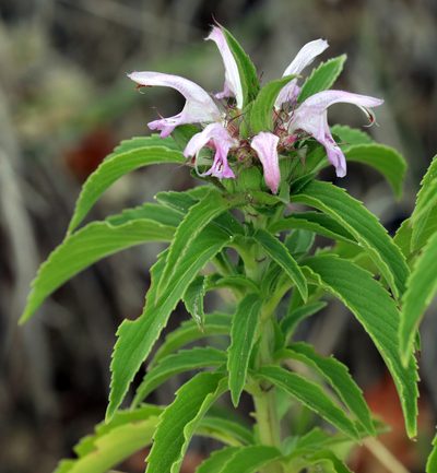 Monarda pectinata, photographed by Catherine C. Galley