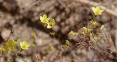 Leptosiphon chrysanthus, photographed by desertnaturalist