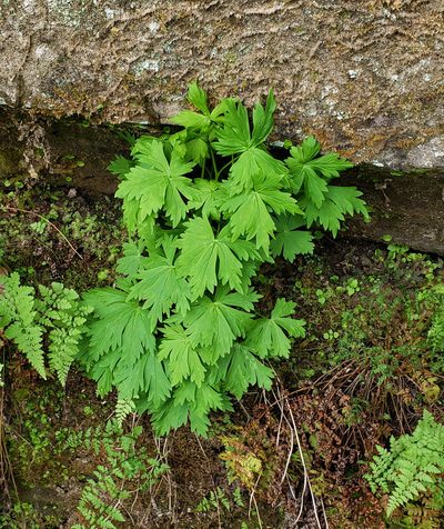 Aconitum noveboracense, photographed by aarongunnar