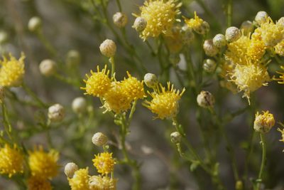 Acamptopappus sphaerocephalus, photographed by desertnaturalist