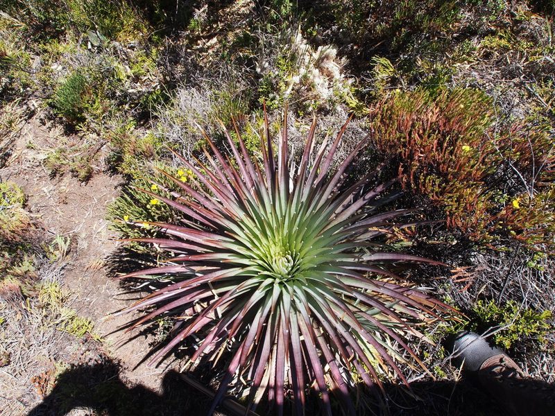Puya dasylirioides, photographed by Lena Struwe