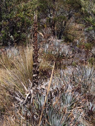 Puya dasylirioides, photographed by Lena Struwe