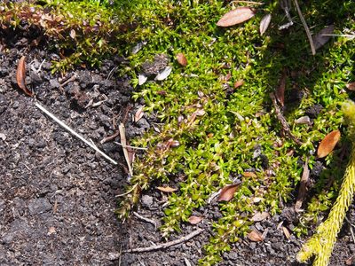 Arcytophyllum muticum, photographed by Lena Struwe