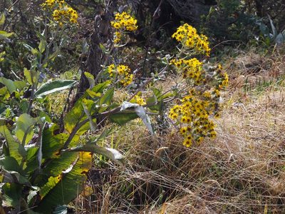 Senecio oerstedianus, photographed by Lena Struwe