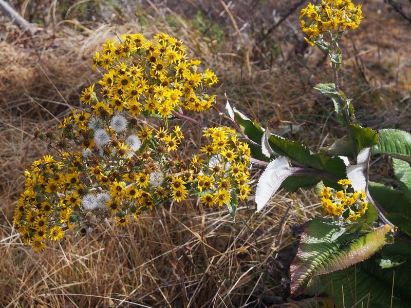 Senecio oerstedianus, photographed by Lena Struwe