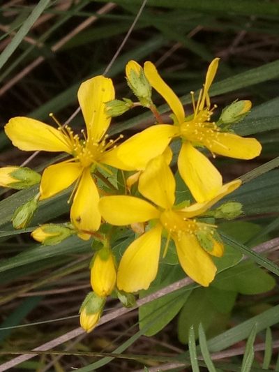 Hypericum perfoliatum, photographed by Karim Haddad