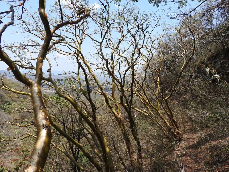 Euphorbia tanquahuete, photographed by Oscar Alejandro Morales Juárez