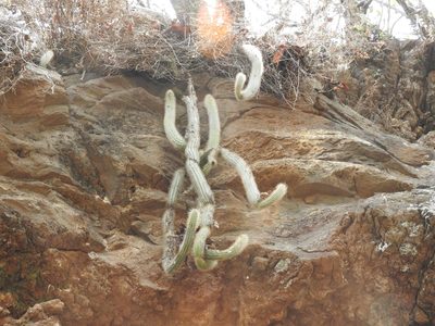 Nyctocereus serpentinus, photographed by Oscar Alejandro Morales Juárez