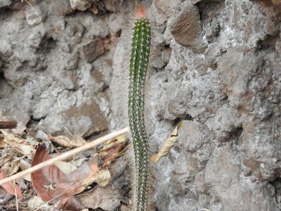 Nyctocereus serpentinus, photographed by Oscar Alejandro Morales Juárez