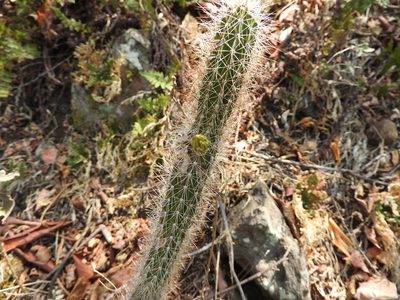 Nyctocereus serpentinus, photographed by Oscar Alejandro Morales Juárez