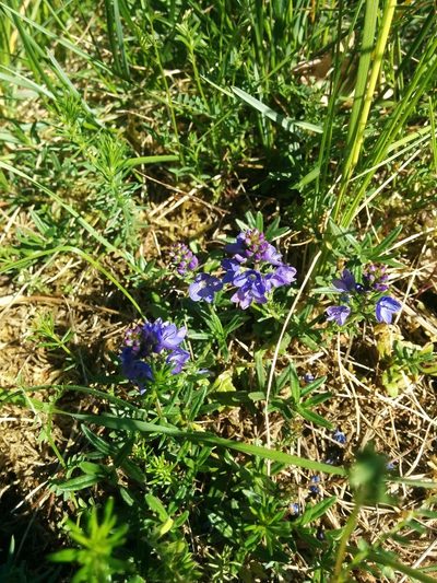 Veronica satureiifolia, photographed by aroche