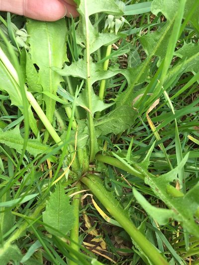 Taraxacum pallidipes, photographed by Dorte Stokholm