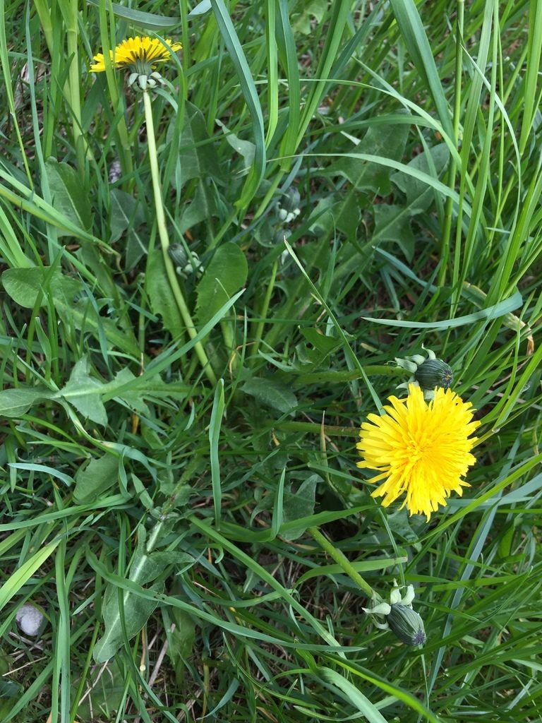 Taraxacum pallidipes, photographed by Dorte Stokholm