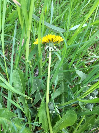 Taraxacum pallidipes, photographed by Dorte Stokholm