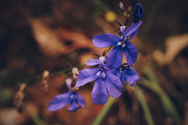 Lobelia sublibera, photographed by Claudio Cantú Muñiz