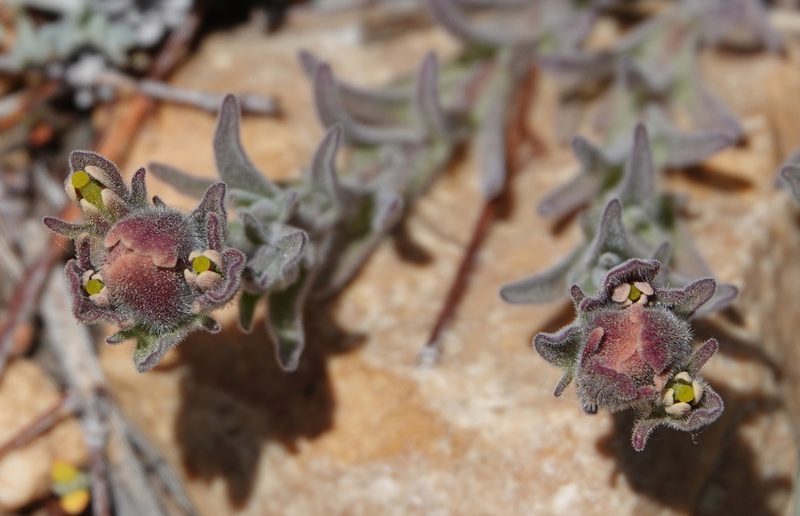 Castilleja cinerea, photographed by desertnaturalist