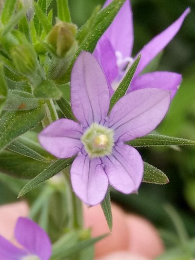 Legousia falcata, photographed by Karim Haddad
