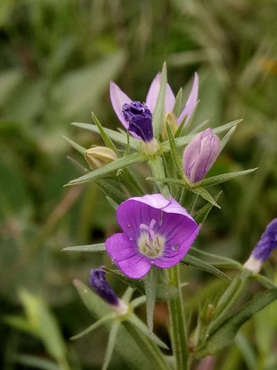 Legousia falcata, photographed by Karim Haddad