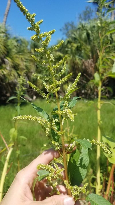 Amaranthus australis, photographed by Scott Ward