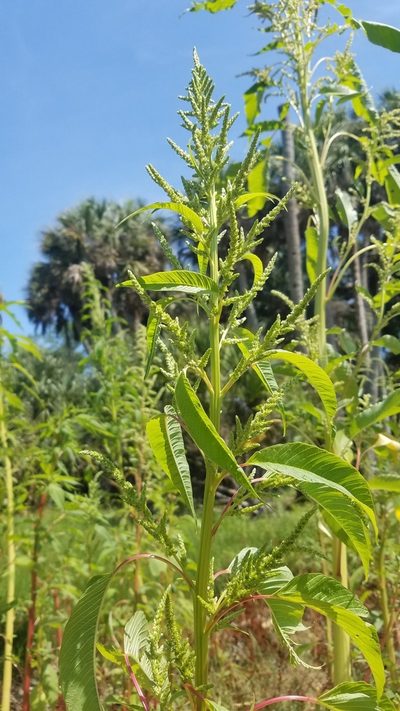 Amaranthus australis, photographed by Scott Ward