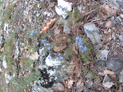 Veronica capsellicarpa, photographed by Михаил Орлов