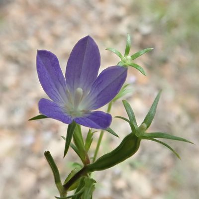 Triodanis coloradoensis, photographed by Clifton Ladd, C.W.B.