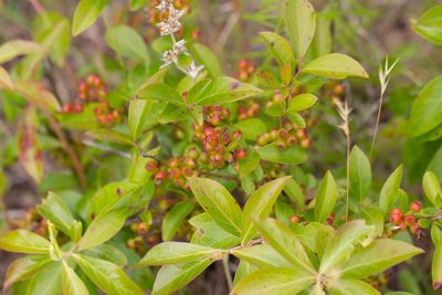 Vaccinium corymbosum, photographed by Jessica