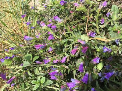 Echium rosulatum, photographed by Jens-Christian Svenning