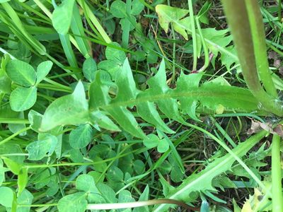 Taraxacum alatum, photographed by Dorte Stokholm