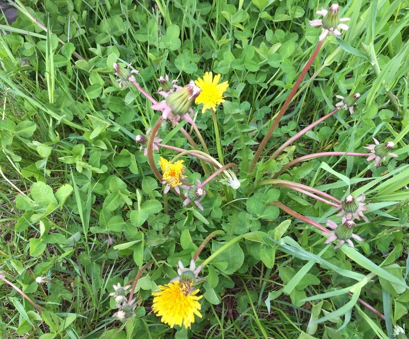 Taraxacum alatum, photographed by Dorte Stokholm