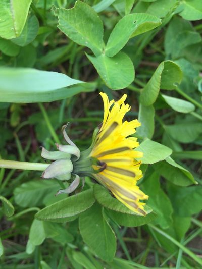 Taraxacum alatum, photographed by Dorte Stokholm