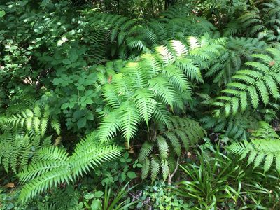 Woodwardia radicans, photographed by Jens-Christian Svenning