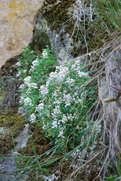 Sarcocapnos baetica, photographed by Quentin Groom