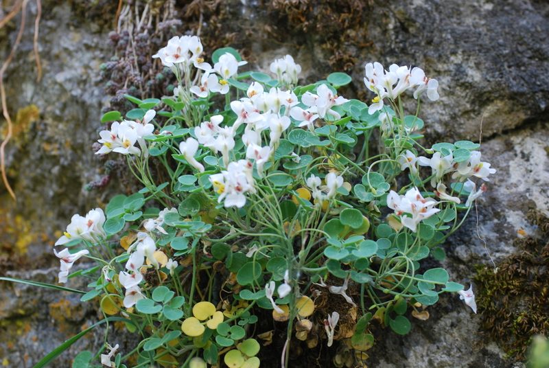 Sarcocapnos baetica, photographed by Quentin Groom